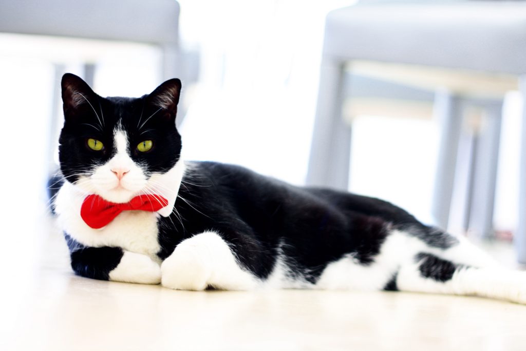 Pets - Cat with Bowtie