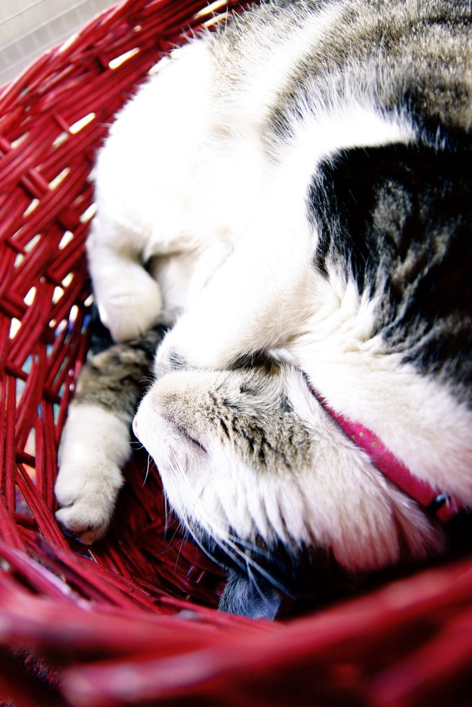 Pets - Cat in Basket